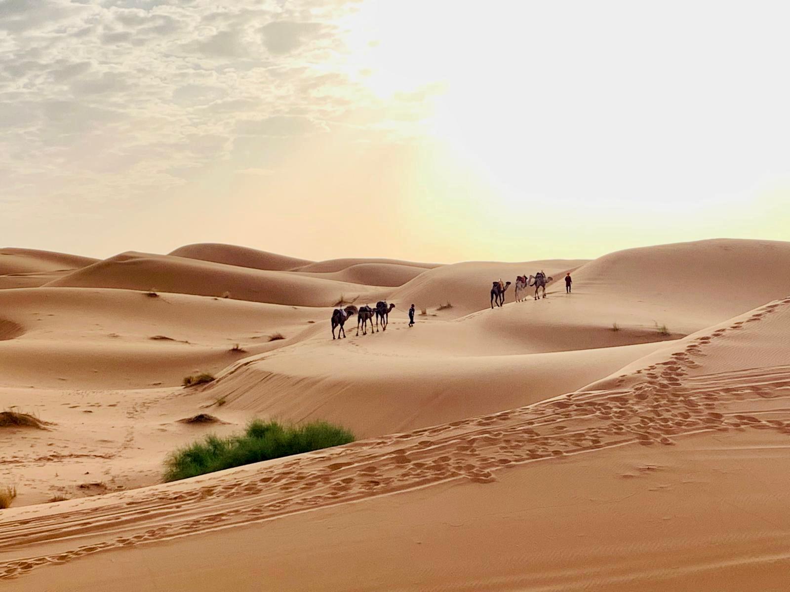 Kamelkarawane zwischen den Dünen im Abendlicht